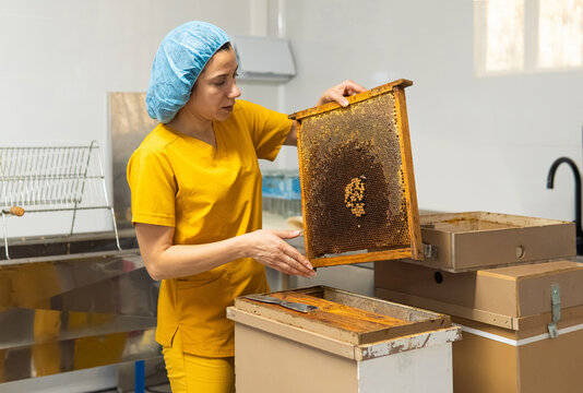 Woman inspecting honeycomb frame in honey production facility