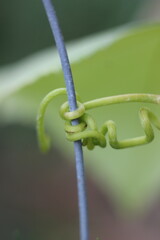 A close-up of a green vine intricately wrapping around a thin metal wire. The vine shows a curly tendril, and a large green leaf is visible in the background, creating a natural macro shot © Mateusz