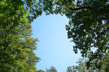 Fototapeta premium Leafy green branches framing clear blue sky with copy space