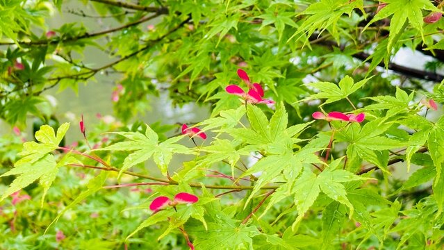Fresh green Japanese maple leaves with red seeds in spring, Japan