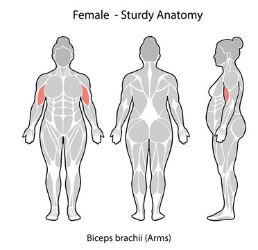 Female sturdy anatomy illustration showing biceps brachii muscle