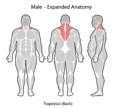 Male expanded anatomy showing trapezius muscle illustration