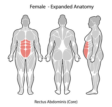 Female expanded anatomy showing rectus abdominis muscle