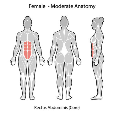 Female body anatomy showing rectus abdominis core muscles