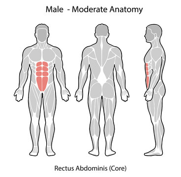 Male anatomy illustration showing rectus abdominis muscle