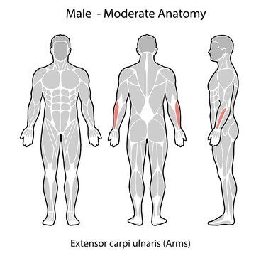 Male anatomy showing extensor carpi ulnaris muscle