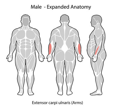 Male anatomy showing extensor carpi ulnaris muscle