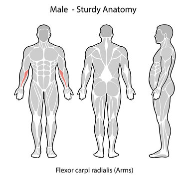 Male anatomy diagram showing flexor carpi radialis muscle