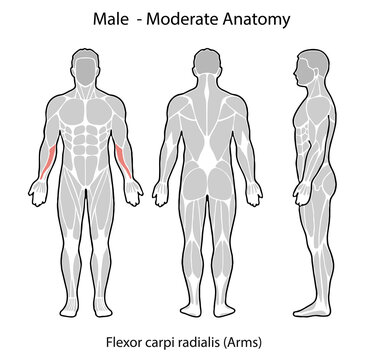 Male human anatomy showing flexor carpi radialis muscle