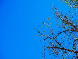 Obraz premium Deciduous Tree Branches Against Clear Blue Sky Copy Space