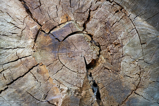 Weathered tree stump cross section with deep cracks and growth rings