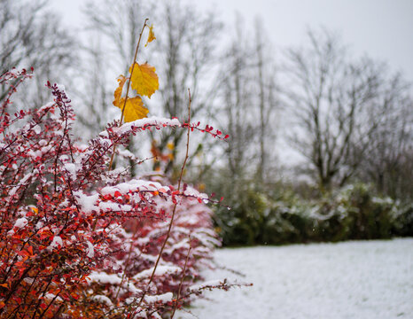 First Snow On Red Autumn Leaves Season Transition Landscape