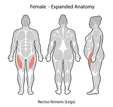 Female expanded anatomy showing rectus femoris muscle