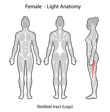 Female body anatomy showing iliotibial tract muscle