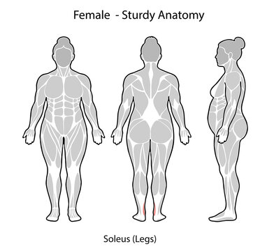 Female sturdy anatomy soleus muscle illustration