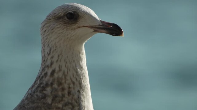Seagull bird profile Close up of a speckled juvenile seagull observing the surroundings against a blurred turquoise ocean background in bright daylight