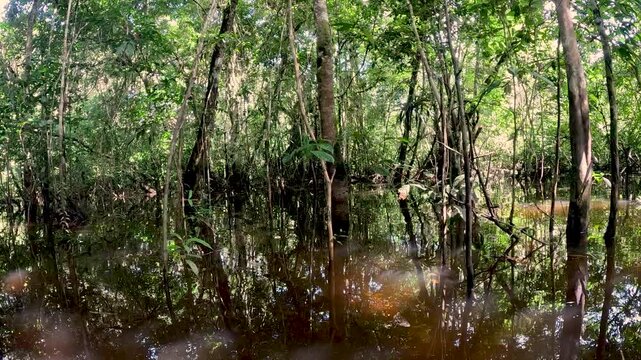 Boat View Along Flooded Amazon Rainforest Channel in Ecuador, Brown Water, Dense Palm Vegetation and Remote Tropical Wetland Wilderness Scene