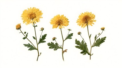 Fototapeta premium Yellow Vintage Pressed Chrysanthemum Flowers Stock Illustration