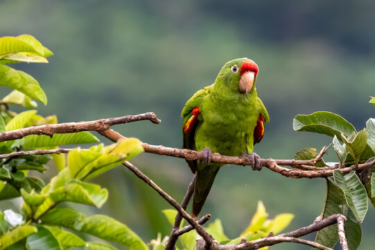 Finschsittich im nat&uuml;rlichen Lebensraum in Costa Rica