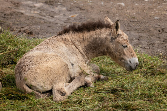 Przewalski Horse Foal
