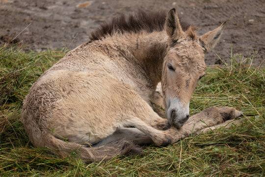 Przewalski Horse Foal