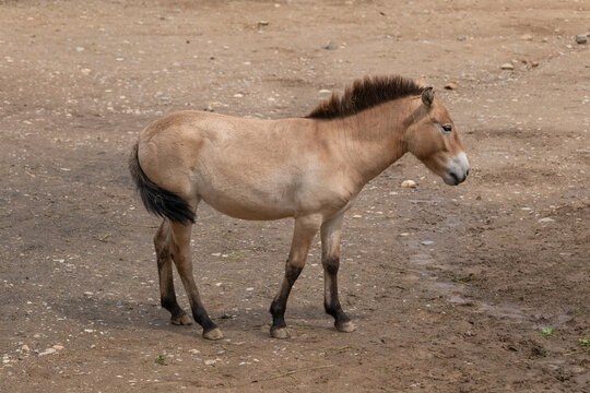 Przewalski Horse Equus caballus przewalskii