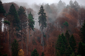 Fototapeta premium Beautiful mountain landscape in fall with colorful trees and white fog , aerial view. Misty forest