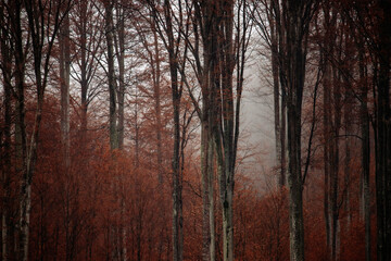Fototapeta premium Beautiful mountain landscape in fall with colorful trees and white fog , aerial view. Misty forest