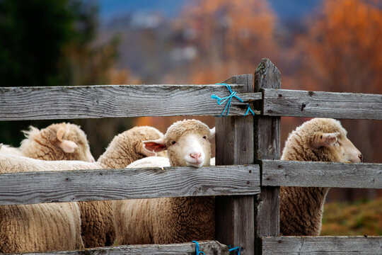 Adorable lamb looking out from wooden fence in natural farm environment.