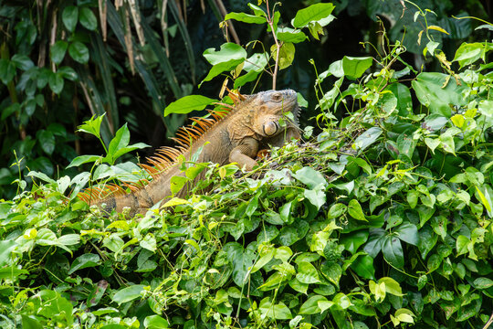 Gr&uuml;ner Leguan mit orangefarbenen Stacheln im Regenwald