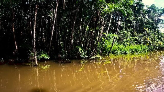 Flooded Amazon in Ecuador with Fallen Branches, Brown Water, Dense Green Jungle and Remote Tropical Wilderness Landscape