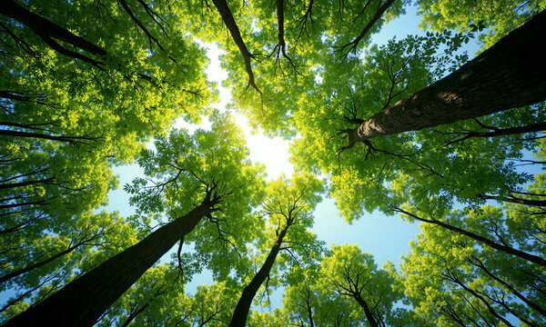 Forest canopy sunlight looking straight up at tall trees in a dense woods for Shinrin-yoku therapy