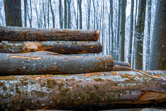 Stack of freshly cut logs in a winter forest