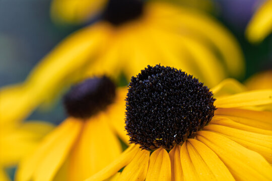 close-up of a black-eyed susan flower in a bright and cheerful outdoor garden setting with vivid yellow petals and stamen, focusing on the center