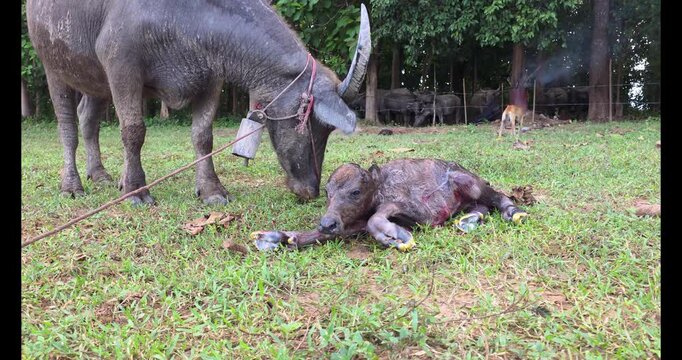 Mother water buffalo licking and caring for her newborn calf lying on grass in farm