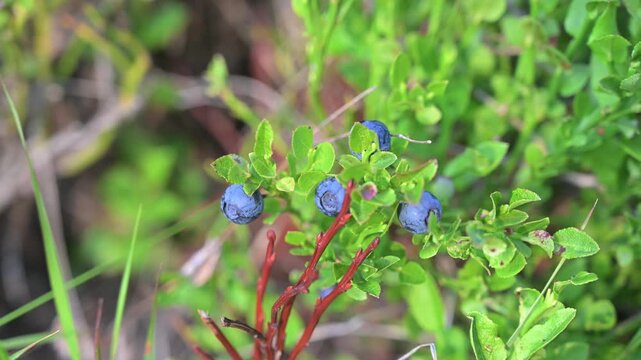 Wild bilberries closeup growing on a mountain. Close-up of fresh purple bilberries.
