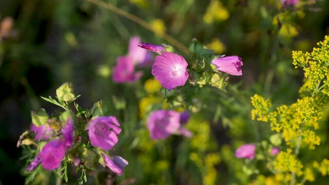 Musk mallow mountain flower blooming in a field.