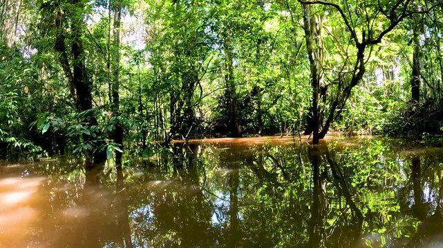 Flooded Amazon Rainforest Waterway in Ecuador with Fallen Branches, Brown Water, Dense Green Jungle and Remote Tropical Wilderness Landscape