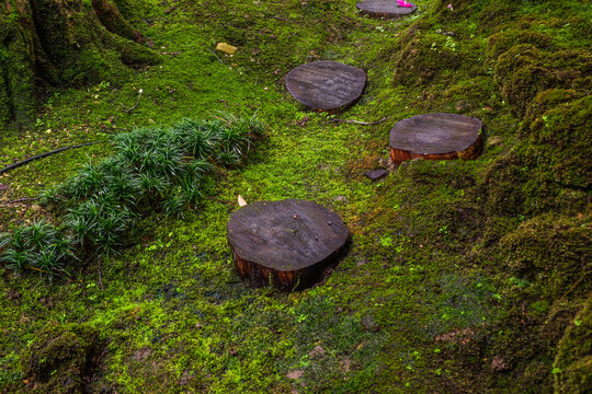 Tree stump on green grass and with mossy rocks and morning mist in forest,tree rings,round cut with annual rings,waterfall,dreamlike atmosphere,nature rainforest concept.