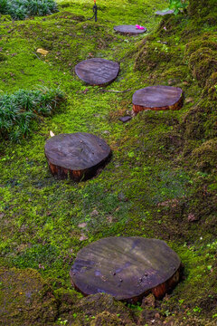 Tree stump on green grass and with mossy rocks and morning mist in forest,tree rings,round cut with annual rings,waterfall,dreamlike atmosphere,nature rainforest concept.