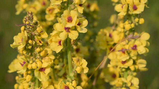 Verbascum mountain flower blooming in a green grass field. Wild mullein flowers growing in a sunny meadow.