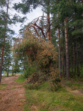 Pine tree with brown, dying branches leaning over a dirt path in a dense forest, surrounded by tall green trees and underbrush in a natural setting