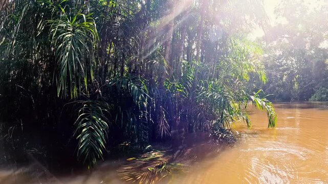 Brown Water, Dense Green Jungle and Remote Tropical Wilderness Landscape