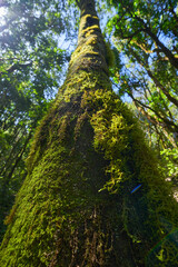 Fototapeta premium Moss-covered trunk from below