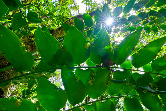 Sunburst through butcher's broom foliage