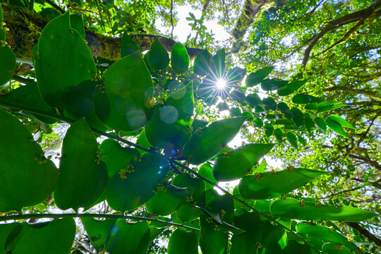 Sunburst through butcher's broom foliage