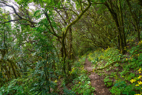 Wildflower-lined trail in laurel forest