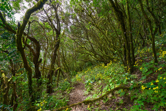 Wildflower-lined trail in laurel forest