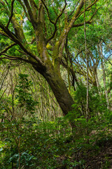 Fototapeta premium Mossy tree trunk in laurel forest