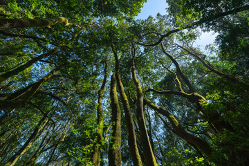 Fototapeta premium Canopy of the laurel forest